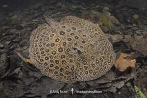 Pearl River Stingray, Potamotrygon jabuti. Aka Pearl Freshwater Stingray. Widespread in the Rio Tapajós and Rio Teles Pires in Brazil, South America.