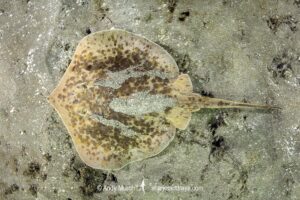 Starry Round Ray - Urotrygon asterias. Recently separarted from the Chilean Round Ray Urotrygon chilensis. Aka blotched round ray or blotched stingray. A common but rarely encountered ray from the eastern tropical Pacific. Playa El Jobo, Guanacaste, Costa Rica.