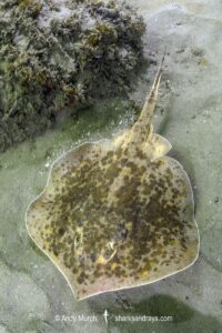 Starry Round Ray - Urotrygon asterias. Recently separarted from the Chilean Round Ray Urotrygon chilensis. Aka blotched round ray or blotched stingray. A common but rarely encountered ray from the eastern tropical Pacific. Playa El Jobo, Guanacaste, Costa Rica.
