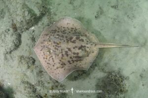 Starry Round Ray - Urotrygon asterias. Recently separarted from the Chilean Round Ray Urotrygon chilensis. Aka blotched round ray or blotched stingray. A gravid female from the eastern tropical Pacific. Playa El Jobo, Guanacaste, Costa Rica.