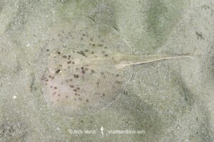 Starry Round Ray - Urotrygon asterias. Recently separarted from the Chilean Round Ray Urotrygon chilensis. Aka blotched round ray or blotched stingray. A juvenile from the eastern tropical Pacific. Playa El Jobo, Guanacaste, Costa Rica.