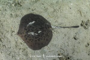 Starry Round Ray - Urotrygon asterias. Recently separarted from the Chilean Round Ray Urotrygon chilensis. Aka blotched round ray or blotched stingray. A common but rarely encountered ray from the eastern tropical Pacific. Playa El Jobo, Guanacaste, Costa Rica.