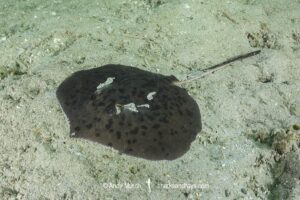 Starry Round Ray - Urotrygon asterias. Recently separarted from the Chilean Round Ray Urotrygon chilensis. Aka blotched round ray or blotched stingray. A common but rarely encountered ray from the eastern tropical Pacific. Playa El Jobo, Guanacaste, Costa Rica.