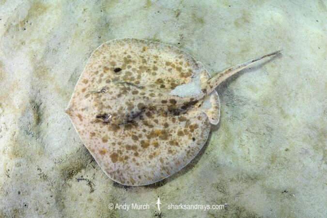 Round Ray Starry Round Stingray - Urobatis asterias
