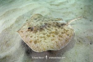 Starry Round Ray - Urotrygon asterias. Recently separarted from the Chilean Round Ray Urotrygon chilensis. Aka blotched round ray or blotched stingray. A common but rarelt encountered ray from the eastern tropical Pacific. Playa El Jobo, Guanacaste, Costa Rica.