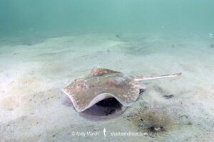 Starry Round Ray - Urotrygon asterias. Recently separarted from the Chilean Round Ray Urotrygon chilensis. Aka blotched round ray or blotched stingray. A gravid female from the eastern tropical Pacific. Playa El Jobo, Guanacaste, Costa Rica.