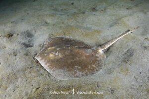 Starry Round Ray - Urotrygon asterias. Recently separarted from the Chilean Round Ray Urotrygon chilensis. Aka blotched round ray or blotched stingray. A gravid female from the eastern tropical Pacific. Playa El Jobo, Guanacaste, Costa Rica.