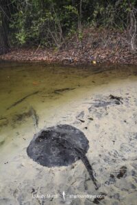 Tapajos River Stingray, Potamotrygon albimaculata. Aka Itaituba freshwater stingray or whitespotted freshwater stingray. Widespread in the Tapajós River and Teles Pires River in Brazil, South America.