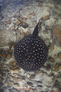 Tapajos River Stingray, Potamotrygon albimaculata. Aka Itaituba freshwater stingray or whitespotted freshwater stingray. Widespread in the Tapajós River and Teles Pires River in Brazil, South America.