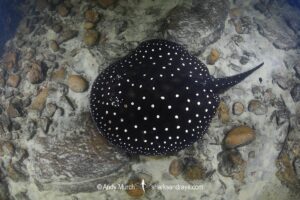 Tapajos River Stingray, Potamotrygon albimaculata. Aka Itaituba freshwater stingray or whitespotted freshwater stingray. Widespread in the Tapajós River and Teles Pires River in Brazil, South America.