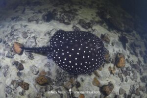 Tapajos River Stingray, Potamotrygon albimaculata. Aka Itaituba freshwater stingray or whitespotted freshwater stingray. Widespread in the Tapajós River and Teles Pires River in Brazil, South America.