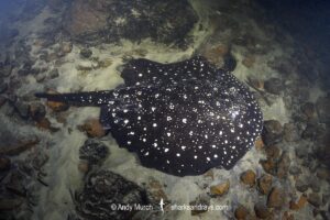 Tapajos River Stingray, Potamotrygon albimaculata. Aka Itaituba freshwater stingray or whitespotted freshwater stingray. Widespread in the Tapajós River and Teles Pires River in Brazil, South America.
