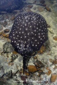 Tapajos River Stingray, Potamotrygon albimaculata. Aka Itaituba freshwater stingray or whitespotted freshwater stingray. Widespread in the Tapajós River and Teles Pires River in Brazil, South America.