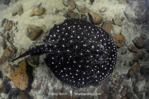 Tapajos River Stingray, Potamotrygon albimaculata. Aka Itaituba freshwater stingray or whitespotted freshwater stingray. Widespread in the Tapajós River and Teles Pires River in Brazil, South America.
