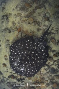 Tapajos River Stingray, Potamotrygon albimaculata. Aka Itaituba freshwater stingray or whitespotted freshwater stingray. Widespread in the Tapajós River and Teles Pires River in Brazil, South America.