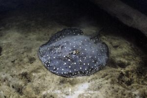 Tapajos River Stingray, Potamotrygon albimaculata. Aka Itaituba freshwater stingray or whitespotted freshwater stingray. Widespread in the Tapajós River and Teles Pires River in Brazil, South America.