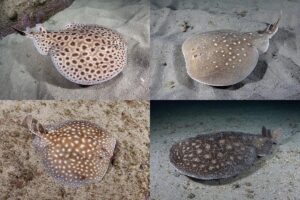 Torpedo Rays from Senegal.