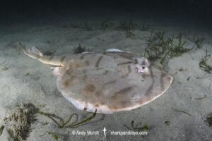 Striped Panray, Zanobatus schoenleinii. Aka tiger ray. N'gor Bay, Senegal, West Africa, eastern Atlantic Ocean.