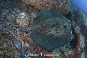 Blotched Fantail Ray, Taeniurops meyeni. Aka marbled stingray, blotched fantail ray, ribbontail ray. Izu Peninsula, Japan, Pacific Ocean.