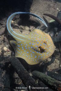Bluespotted Fantail Ray. Taeniura lymma. Aka Bluespotted Ribbontail Ray. Loloata Island, Bootless Bay, Papua New Guninea.