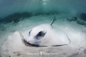 Broad Cowtail Stingray, Pastinachus ater. Heron Island, Queensland, Great Barrier Reef, South Pacific Ocean.