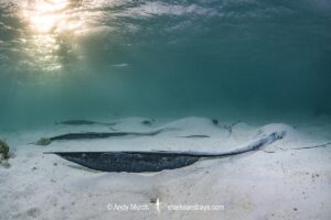 Broad Cowtail Stingray, Pastinachus ater. Heron Island, Queensland, Great Barrier Reef, South Pacific Ocean.