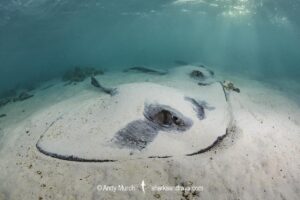 Broad Cowtail Stingray, Pastinachus ater. Heron Island, Queensland, Great Barrier Reef, South Pacific Ocean.