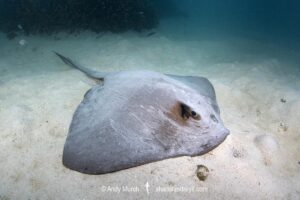 Broad Cowtail Stingray, Pastinachus ater. Heron Island, Queensland, Great Barrier Reef, South Pacific Ocean.