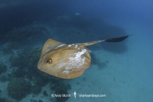 Broad Cowtail Stingray, Pastinachus ater. Heron Island, Queensland, Great Barrier Reef, South Pacific Ocean.