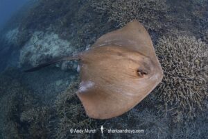 Broad Cowtail Stingray, Pastinachus ater. Heron Island, Queensland, Great Barrier Reef, South Pacific Ocean.