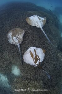 Broad Cowtail Stingray, Pastinachus ater. Heron Island, Queensland, Great Barrier Reef, South Pacific Ocean.