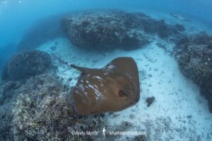 Broad Cowtail Stingray, Pastinachus ater. Heron Island, Queensland, Great Barrier Reef, South Pacific Ocean.
