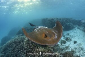 Broad Cowtail Stingray, Pastinachus ater. Heron Island, Queensland, Great Barrier Reef, South Pacific Ocean.