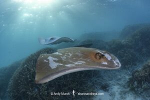 Broad Cowtail Stingray, Pastinachus ater. Heron Island, Queensland, Great Barrier Reef, South Pacific Ocean.