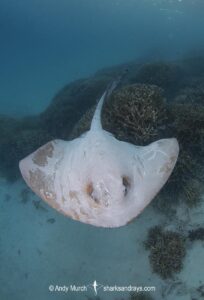 Broad Cowtail Stingray, Pastinachus ater. Heron Island, Queensland, Great Barrier Reef, South Pacific Ocean.