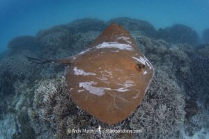 Broad Cowtail Stingray, Pastinachus ater. Heron Island, Queensland, Great Barrier Reef, South Pacific Ocean.