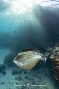 Broad Cowtail Stingray, Pastinachus ater. Heron Island, Queensland, Great Barrier Reef, South Pacific Ocean.
