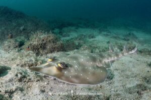 Gorgona Guitarfish, Pseudobatos prahli. Playa El Jobo, Guanacaste, Costa Rica, Eastern Pacific.