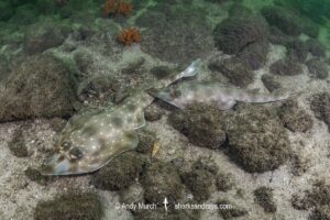 Gorgona Guitarfish, Pseudobatos prahli. Playa El Jobo, Guanacaste, Costa Rica, Eastern Pacific.