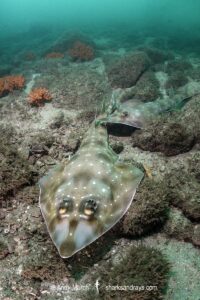Gorgona Guitarfish, Pseudobatos prahli. Playa El Jobo, Guanacaste, Costa Rica, Eastern Pacific.