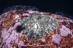 Smallthorn Sandskate, Psammobatis rudis. Algarrobo, Chile, South Pacific Ocean.