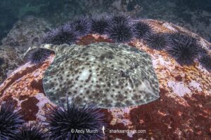 Smallthorn Sandskate, Psammobatis rudis. Algarrobo, Chile, South Pacific Ocean.