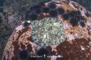 Smallthorn Sandskate, Psammobatis rudis. Algarrobo, Chile, South Pacific Ocean.
