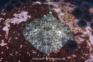 Smallthorn Sandskate, Psammobatis rudis. Algarrobo, Chile, South Pacific Ocean.