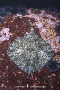 Smallthorn Sandskate, Psammobatis rudis. Algarrobo, Chile, South Pacific Ocean.