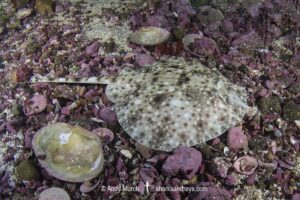 Smallthorn Sandskate, Psammobatis rudis. A juvenile. Papudo, Chile, South Pacific Ocean.