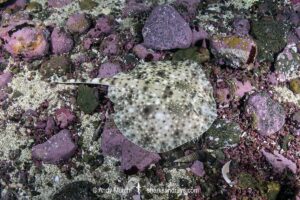 Smallthorn Sandskate, Psammobatis rudis. A juvenile. Papudo, Chile, South Pacific Ocean.