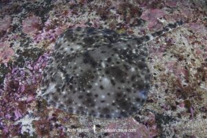 Smallthorn Sandskate, Psammobatis rudis. Papudo, Chile, South Pacific Ocean.