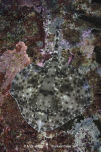 Smallthorn Sandskate, Psammobatis rudis. Papudo, Chile, South Pacific Ocean.