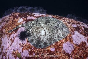 Smallthorn Sandskate, Psammobatis rudis. Algarrobo, Chile, South Pacific Ocean.